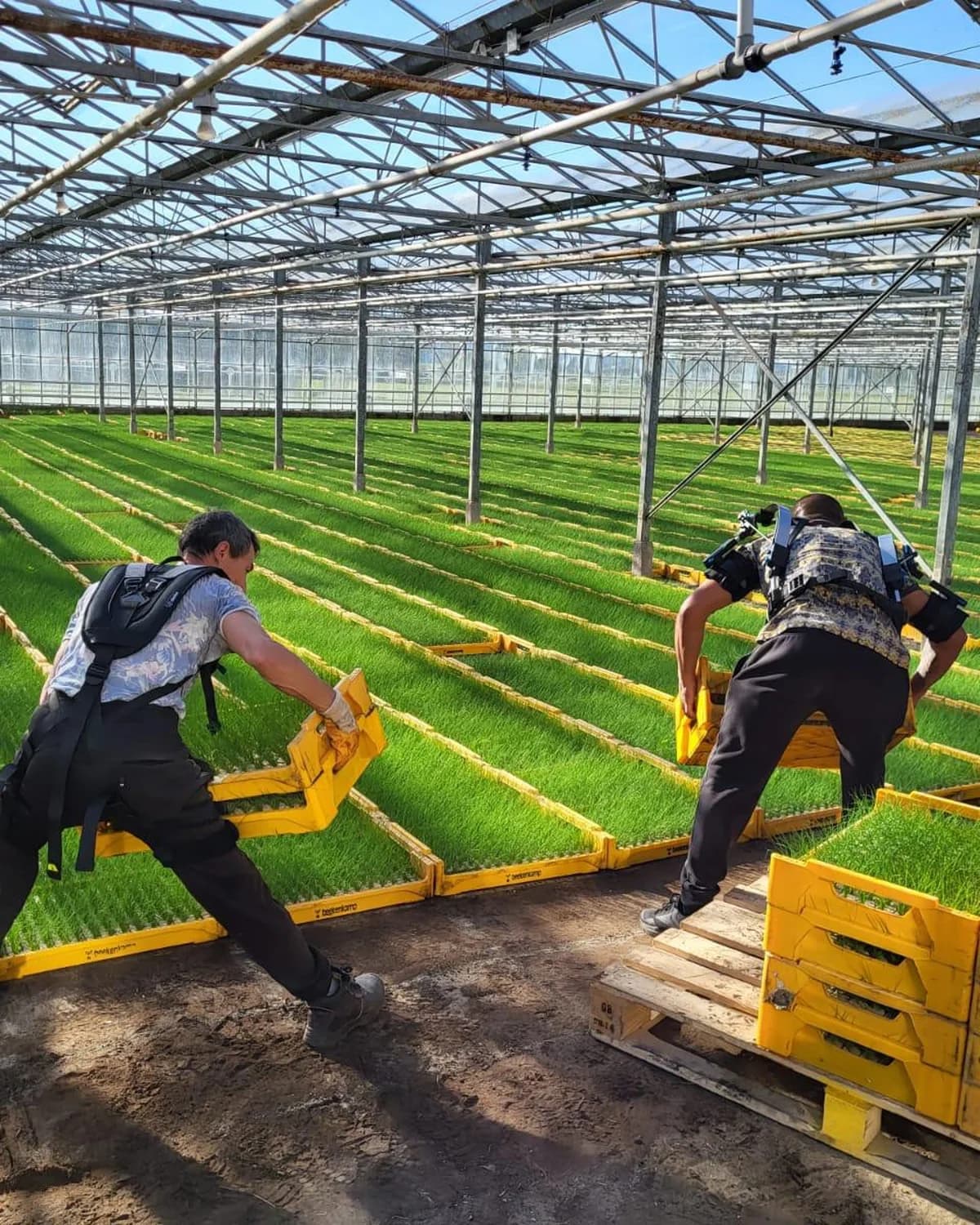 Workers wearing Skelex 360 shoulder exoskeletons during overhead work in a greenhouse.